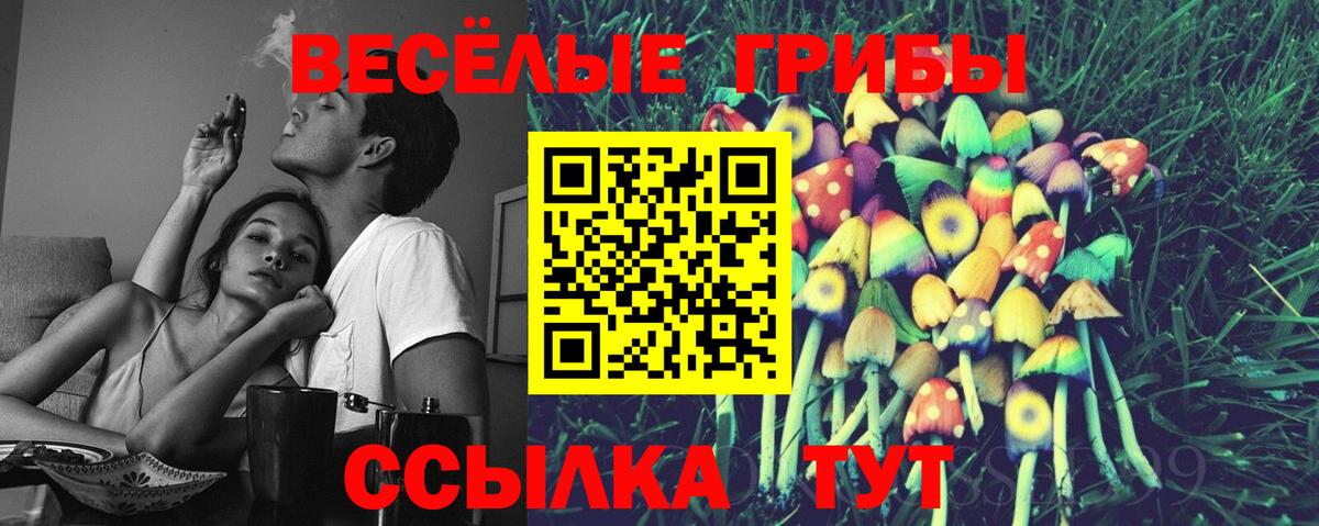 Унеча  наркотики  Псилоцибиновые грибы Psilocybe  Вход с VPN  Галлюциногенные грибы Psilocybe 